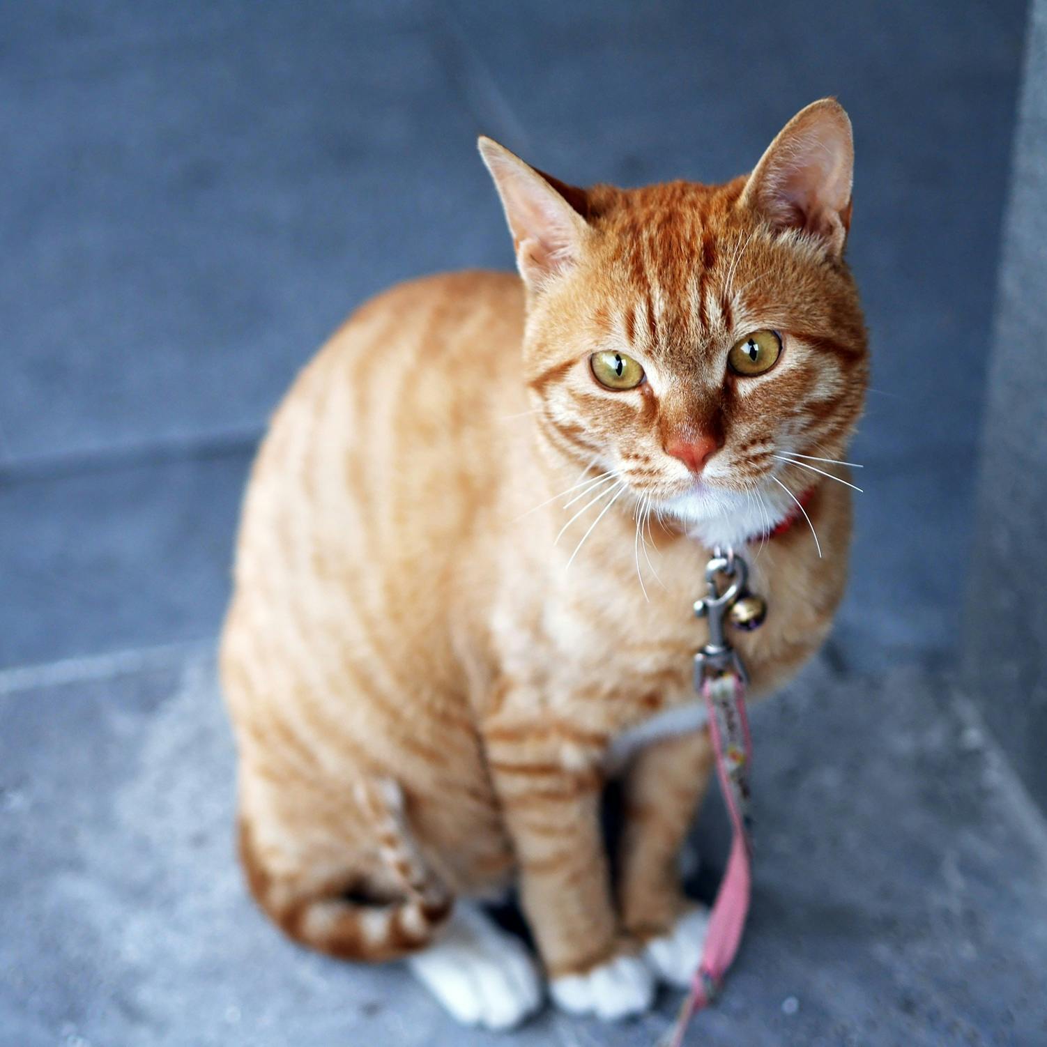 Collars & Accessories