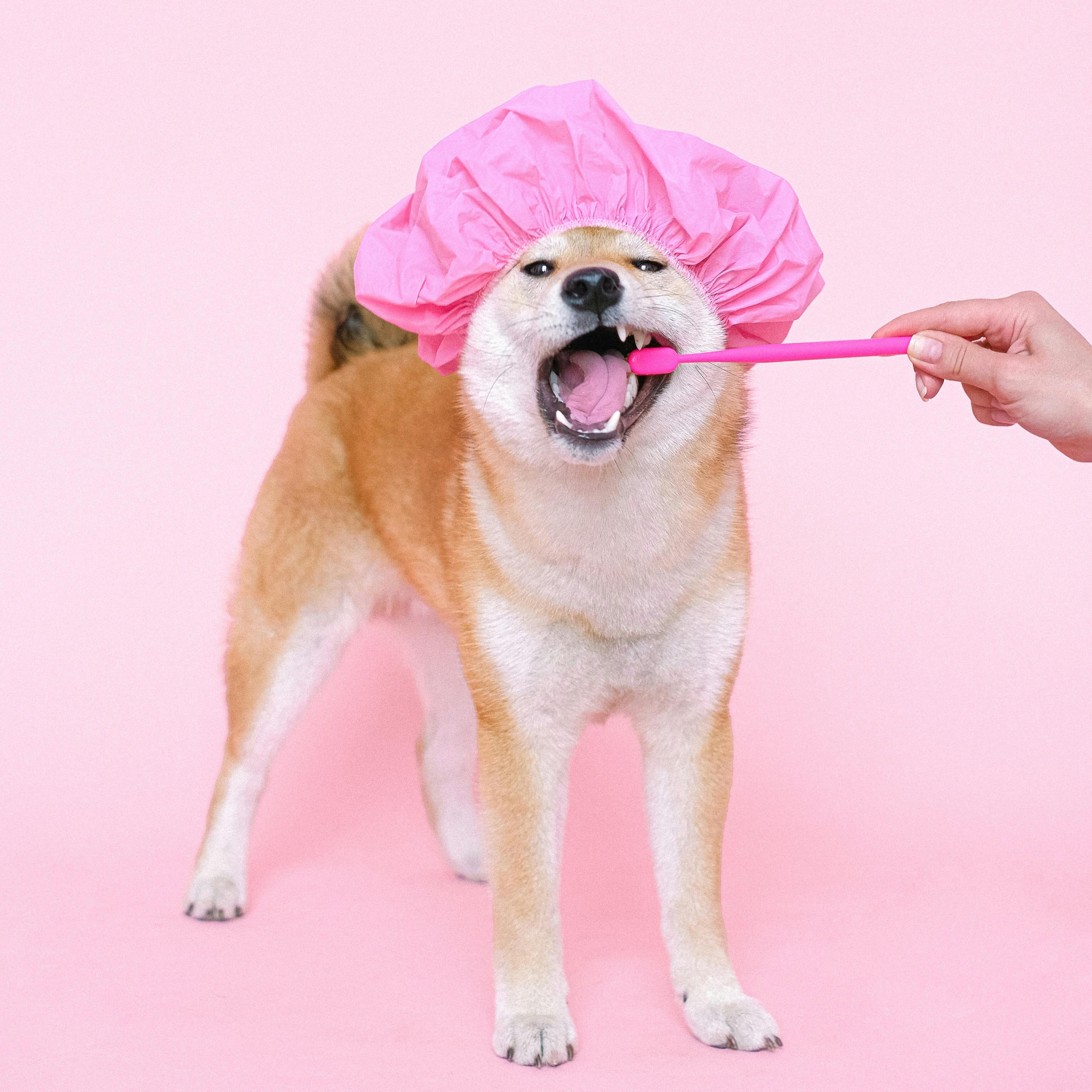 Grooming & Accessories